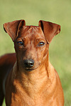 Rehpinscher Portrait / miniature pinscher portrait