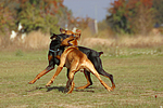 Dobermann und Rhodesian Ridgeback / Doberman Pinscher and Rhodesian Ridgeback