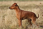 Rehpinscher / miniature pinscher