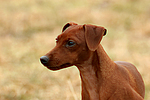 Rehpinscher / miniature pinscher