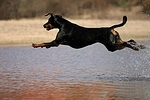 Dobermann / doberman pinscher