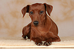 Rehpinscher / miniature pinscher