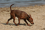 Rehpinscher / miniature pinscher