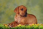 Rhodesian Ridgeback Welpe / rhodesian ridgeback puppy