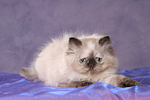 liegendes Perser Colourpoint Kätzchen / lying persian colourpoint kitten