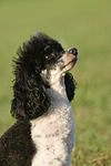 Zwergpudel / toy poodle