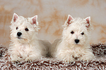 West Highland White Terrier Welpen / West Highland White Terrier Puppies