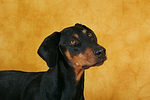 Dobermann Portrait / Doberman Pinscher Portrait