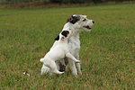 spielende Parson Russell Terrier / playing PRT