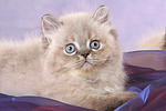 liegendes Perser Colourpoint Kätzchen / lying persian colourpoint kitten