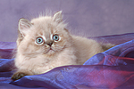 liegendes Perser Colourpoint Kätzchen / lying persian colourpoint kitten