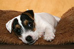 liegender Parson Russell Terrier Welpe / lying PRT puppy