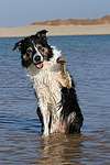 winkender Border Collie / waving Border Collie