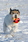 Parson Russell Terrier spielt im Schnee / prt playing in snow