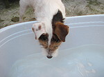 trinkender Parson Russell Terrier / drinking PRT