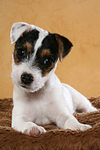 liegender Parson Russell Terrier Welpe / lying PRT puppy