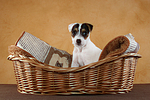 sitzender Parson Russell Terrier Welpe / sitting PRT puppy