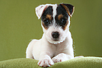 liegender Parson Russell Terrier Welpe / lying PRT puppy