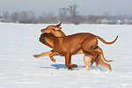 rennende Rhodesian Ridgebacks / running Rhodesian Ridgebacks