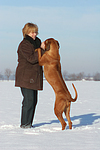 Frau mit Rhodesian Ridgeback / woman with Rhodesian Ridgeback