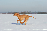 rennender Rhodesian Ridgeback / running Rhodesian Ridgeback