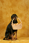 Dobermann apportiert Korb / Doberman Pinscher retrieves basket