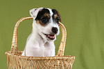 Parson Russell Terrier Welpe Portrait / PRT puppy portrait