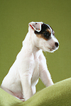 sitzender Parson Russell Terrier Welpe / sitting PRT puppy