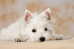 liegender West Highland White Terrier Welpe / lying West Highland White Terrier Puppy