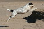 springender Parson Russell Terrier / jumping PRT