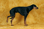 Dobermann hebt Bein / Doberman Pinscher shows trick