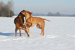 spielende Rhodesian Ridgebacks / playing Rhodesian Ridgebacks