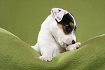 liegender Parson Russell Terrier Welpe / lying PRT puppy