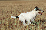 rennender Parson Russell Terrier / running PRT