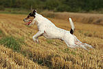 Parson Russell Terrier