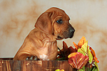 Rhodesian Ridgeback Welpe / rhodesian ridgeback puppy