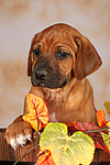 Rhodesian Ridgeback Welpe / rhodesian ridgeback puppy