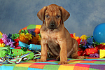 Rhodesian Ridgeback Welpe / rhodesian ridgeback puppy