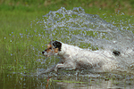 planschender Parson Russell Terrier / splashing PRT