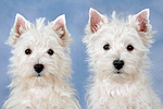 West Highland White Terrier Welpen / West Highland White Terrier Puppies