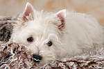 liegender West Highland White Terrier Welpe / lying West Highland White Terrier Puppy