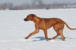 rennender Rhodesian Ridgeback / running Rhodesian Ridgeback