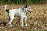 stehender Parson Russell Terrier / standing PRT