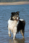 Border Collie steht im Wasser / bathing Border Collie