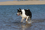 Border Collie rennt durchs Wasser / running Border Collie