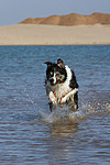 Border Collie rennt durchs Wasser / running Border Collie