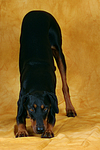 Dobermann verbeugt sich / Doberman Pinscher shows trick