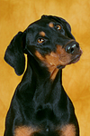 Dobermann Portrait / Doberman Pinscher Portrait