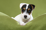 liegender Parson Russell Terrier Welpe / lying PRT puppy