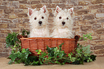 West Highland White Terrier Welpen / West Highland White Terrier Puppies